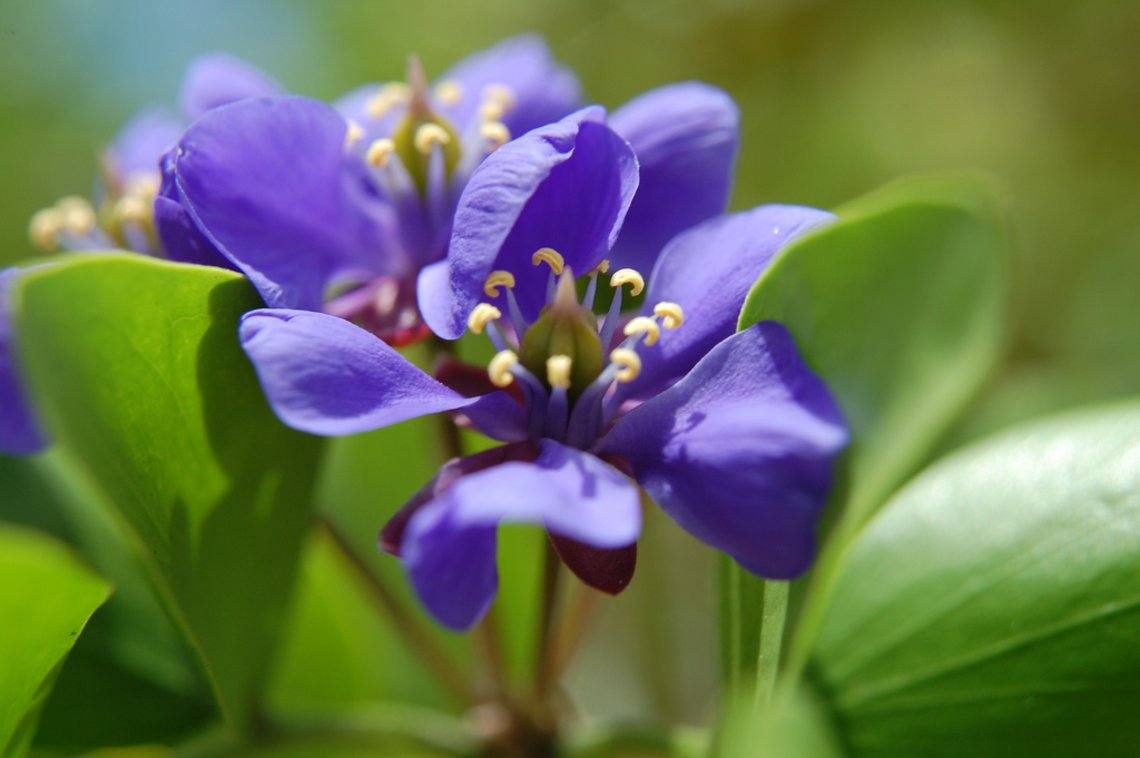 National Symbols of Jamaica Experience Jamaique